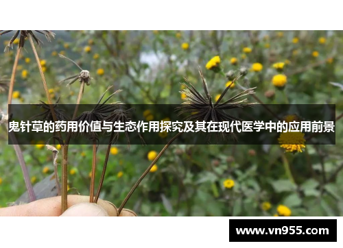 鬼针草的药用价值与生态作用探究及其在现代医学中的应用前景